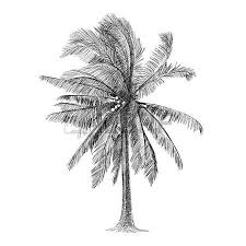 Black And White Tree Pictures Free Black And White Tree Stock Photos Images Royalty Free Black And White Tree Images And Pictures Black And White Tree Coconut Tree Drawing Tree Drawing