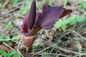 Image result for Amorphophallus abyssinicus