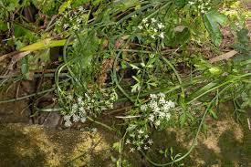 Image result for Oenanthe procumbens