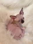 WELCOME to - Amour Sphynx Kittens for sale