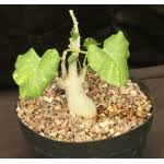 Image result for Ipomoea albivenia