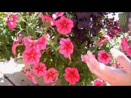 How To Keep Your Petunias Looking Full And Flowering Petunias Petunia Care Flower Pots
