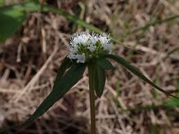 Image result for Spermacoce princeae