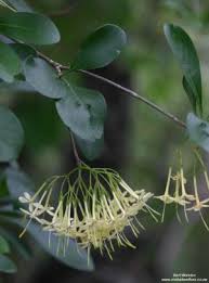 Image result for Pavetta eylesii