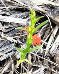 Image result for Striga asiatica