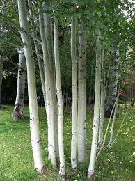 European White Birch National Tree Of Finland They Are Beautiful And One More Reason To Miss Finland European White Birch Finland Tree