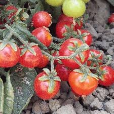 Grows well in pots, containers, and window sill gardens. Open Pollinated Tomato Seeds Tiny Tim