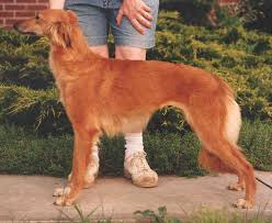 Longhaired Whippet Characteristics Whippet Breeders Whippet Long Haired Whippet