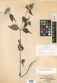 Image result for Aspilia ciliata