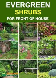 Bamboos sway and rustle beautifully in the breeze. Landscape How To Choose The Best Evergreen Shrubs For Front Of House 1 Planting Location 2 Landscaping Shrubs Shrubs For Landscaping Front House Landscaping