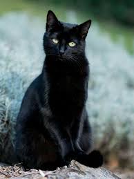 These unique cat names celebrate the rich golden tones of amber cat eyes, that glint by day and glower by night. Pin By Renate Otholt On Magical Black Cats Cute Cats Cats Bengal Cat