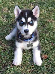 I am the proud mommy of the best alaskan klee kai otherwise known as the miniature husky.i know it is important to you how my mini huskies live and how the puppies are raised. Cuban Link Dog Chain Custom Dog Chain Handmade Dog Collar Etsy In 2021 Husky Dog Names Cute Husky Puppies Siberian Husky Dog