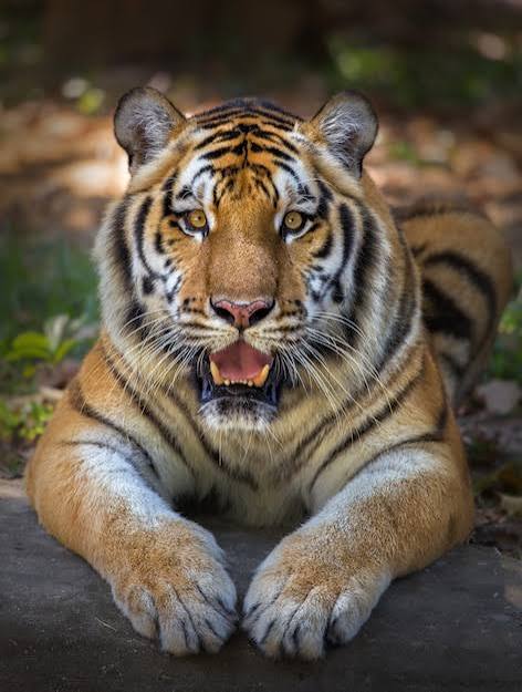 Bengal tiger Images - Free Download on Magnific (formerly Freepik)