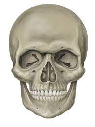 Skull With Eyes By Kungfufrogmma On Deviantart Skull Skull Reference Skeleton