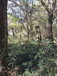 Lacy Cemetery in Tennessee