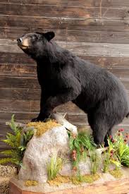 Black Bear Half Mounts Prices Life Size Full Body Taxidermyprairie Mountain Trophy Rooms Taxidermy 17 Bear Mounts Taxidermy Taxidermy Mounts