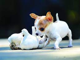 Smallest Dog In The World Cute Puppy Breeds Cute Animals With Funny Captions Cute Baby Cats