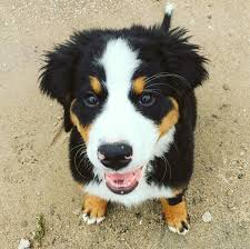 Bernese mountain dog rescue in colorado. My Puppy Stella Is Almost Four Months Old She Is A Bernese Mountain Dog I Recently Took Her To Get Her 2nd Round Of Vaccines And Petcoach