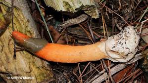 Image result for Mutinus elegans