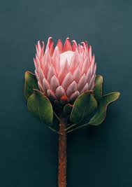 We did not find results for: Do You Know The South African National Symbols Lowvelder
