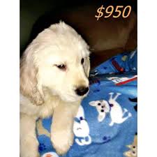 Get a boxer, husky, german ckc registered golden retriever pups ready to go papered golden retriever pups ready to go 3 males available will be sold at. English Cream Golden Retriever Puppies 9 Weeks Old In Illinois Puppies For Sale Near Me