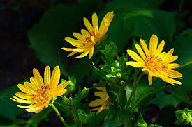 Our lilies are great cut flowers and gorgeous in beds. Hd Wallpaper Golden Aster Flowers In Bloom Aster Plant Aster Images Aster Flower Images Wallpaper Flare
