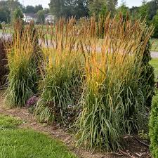 Image result for Sorghastrum