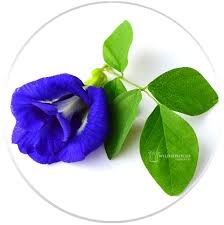 Butterfly pea flowers dried (bulk) from $110.00. Wild Hibiscus Flower Co Butterfly Pea Flowers Dried Whole Butterfly Pea Flower Pea Flower Butterfly Pea