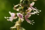 Image result for Ocimum minutiflorum