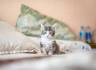 Cat Breeds That Stay Small - Pet Central by Chewy