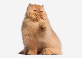 A page for describing characters: Europetnet Persian