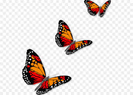 Maybe you would like to learn more about one of these? Monarch Butterfly Drawing