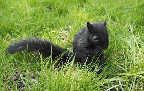 Just Watched A Baby Black Squirel Learning How To Jump Into An Evergreen Tree Didn T Catch A Photo But Similar To Thi Black Squirrel Albino Animals Squirrel