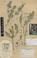 Image result for Ecbolium clarkei