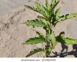 Image result for Dysphania