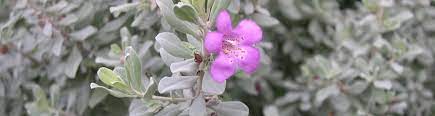 Fact Sheet Texas Sage Uf Ifas Extension Nassau County