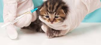 As new teeth emerge, your kitten may have sore gums. Kitten Vaccinations Scheduling Immunization Shots Killarney Cat Hospital