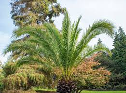Image result for Phoenix canariensis