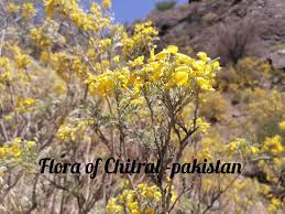 Image result for Fimbristylis quinquangularis