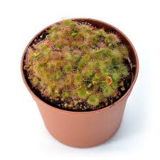 Image result for Drosera