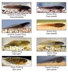 10 best tadpoles for sale images tree frogs toad tadpole