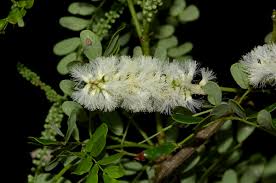 Image result for Acacia welwitschii