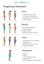 Pregnancy Trimesters Everything You Need To Know