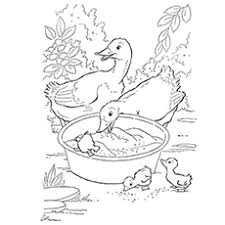 Discover thanksgiving coloring pages that include fun images of turkeys, pilgrims, and food that your kids will love to color. Top 20 Free Printable Duck Coloring Pages Online