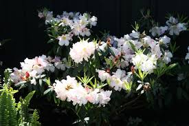 Our Rhododendron Fragrantissimum Is Blooming Like Crazy After The Recent Rains