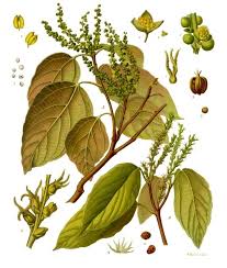 Image result for Neoboutonia melleri