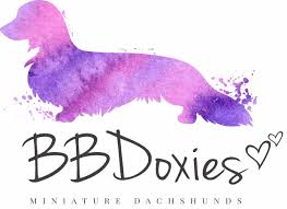 Beautiful, happy and healthy miniature dachshund puppies available for sale. Longhair Dachshunds Bbdoxies