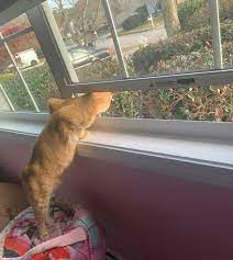 30 Photos Of Pets Being The Only Nosey Neighbors You Can T Be Annoyed At Bored Panda