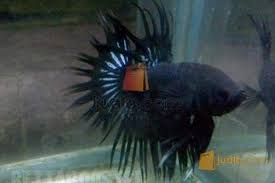 Berikut adalah gambar aquarium ikan cupang minimalis yang unik, bisa menjadi referensi bagi anda untuk memilih rumah tinggal yang baik bagi ikan idealnya ukuran akuarium ikan cupang adalah berisi air 9 liter. Jual Ikan Cupang Plakat White Opak Putih And Serit Blackorchid Hitam Purbalingga Jualo