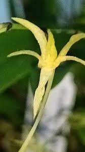 Image result for Angraecum calceolus
